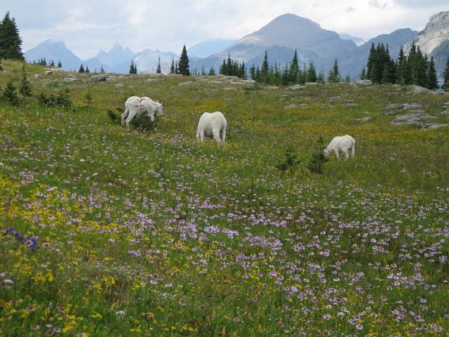 046.JPG - Hidden Lake Trail