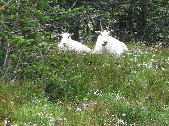 057.JPG - Hidden Lake Trail