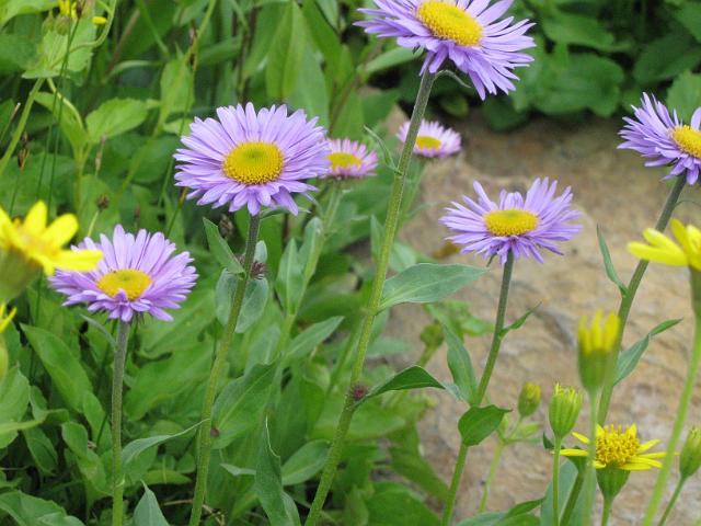 059.JPG - Hidden Lake Trail