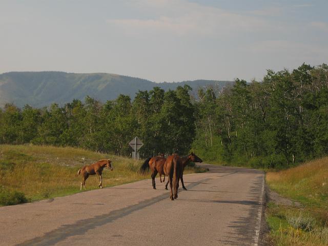 093.JPG - Montana Hwy 49