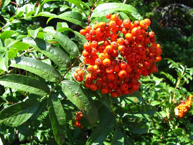 112.JPG - Upper Two Medicine Trail